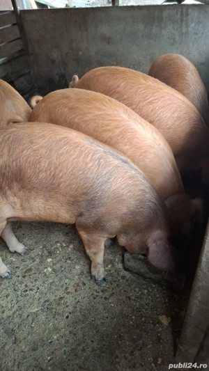 Porc de vinzare  - imagine 3