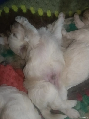 Bichoni maltez  - imagine 4