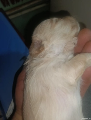 Bichoni maltez  - imagine 2