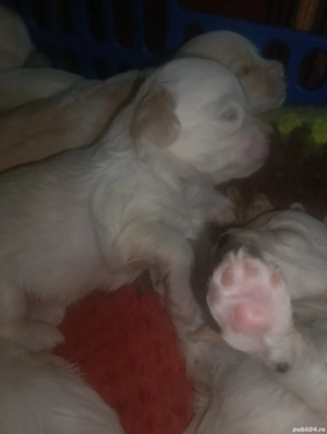 Bichoni maltez  - imagine 3