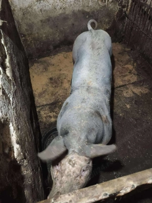 Vand vier pietrain din părinți cu pedigree 250-300 kg