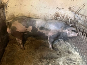 Vand vier pietrain din părinți cu pedigree 250-300 kg - imagine 5