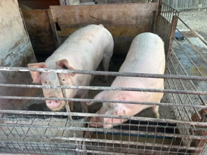 Vând porci crescuți bio