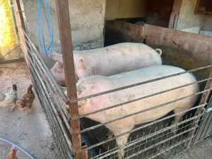 Vând porci crescuți bio - imagine 5