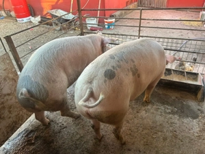 Vând porci crescuți bio - imagine 2