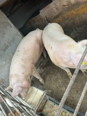 Vând porci crescuți bio - imagine 3