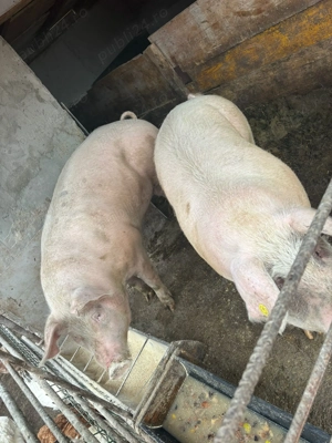 Vând porci crescuți bio - imagine 4