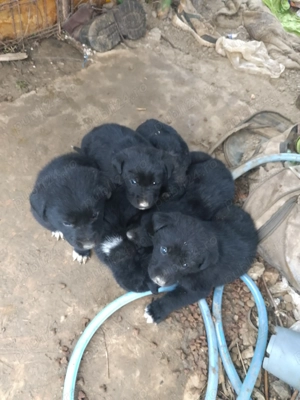 Donez catei rasa ciobanesc corb romanesc - imagine 3