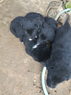 Donez catei rasa ciobanesc corb romanesc - imagine 4