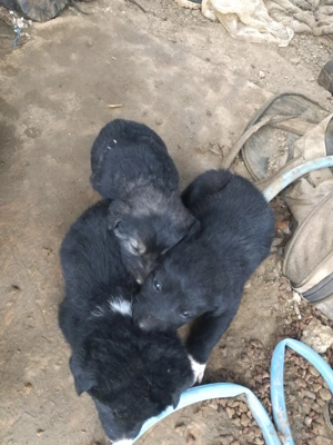 Donez catei rasa ciobanesc corb romanesc - imagine 5