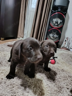 Labrador ciocolatiu caută căsuța  - imagine 4