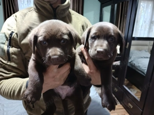 Labrador ciocolatiu caută căsuța  - imagine 2