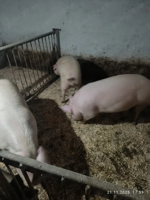 Vând 2 porci pentru masa de Crăciu