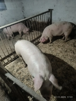 Vând 2 porci pentru masa de Crăciu - imagine 2