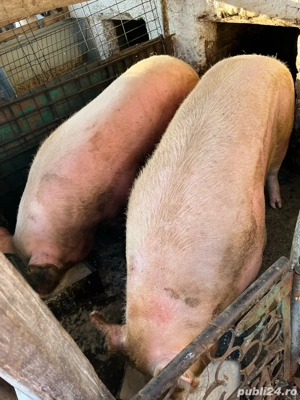 Porc de vanzare - imagine 3