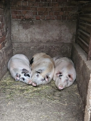 Vand porci pentru sacrificat - imagine 6