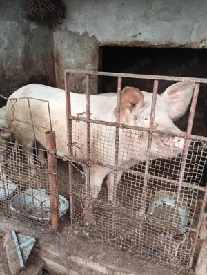 Porc de carne de vanzare