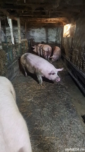 vand porci - imagine 2