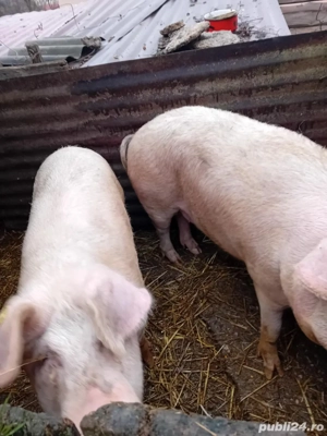 Porc de vanzare - imagine 3