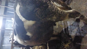 Vand tauri baltata romaneasca - imagine 2