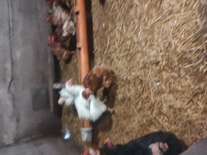 Vând găini de casă  - imagine 3