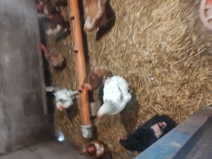 Vând găini de casă 