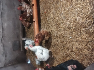 Vând găini de casă  - imagine 4