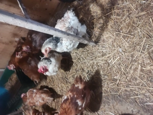 Vând găini de casă  - imagine 5