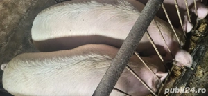 ptr vinzare  - imagine 3