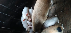 Purceluși de vânzare 