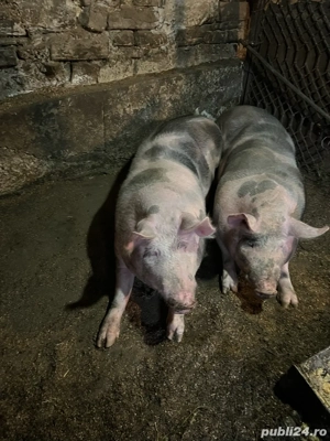 2 porci de carne -de vanzare  - imagine 2