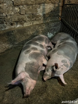 2 porci de carne -de vanzare  - imagine 4