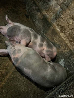2 porci de carne -de vanzare  - imagine 3