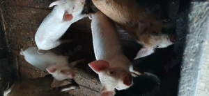 Purceluși de vânzare  - imagine 3