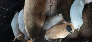 Purceluși de vânzare  - imagine 2