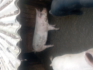 porci de vânzare  - imagine 3