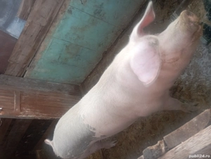 porci de vânzare  - imagine 2