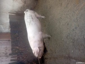 porci de vânzare  - imagine 4