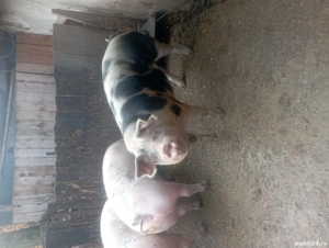 porci de vânzare  - imagine 5