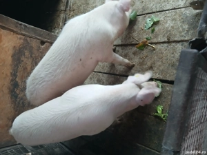 Vând porc  - imagine 5