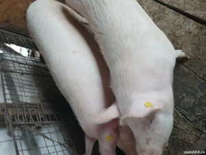 Vând porc  - imagine 4