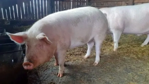 Porc de vânzare, Jud Suceava 