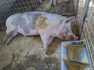 porc pietrean si bazna