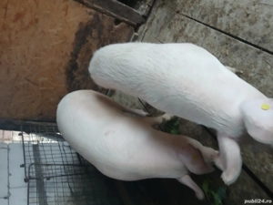 Vând porc  - imagine 3