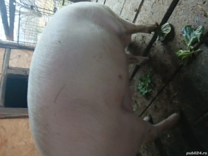 Vând porc  - imagine 2