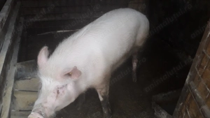 Vand porc pentru sacrificat