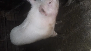 Vand porc pentru sacrificat - imagine 2