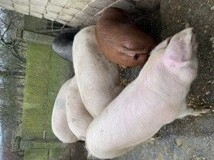 Porci de vânzare 100-150kg - imagine 2