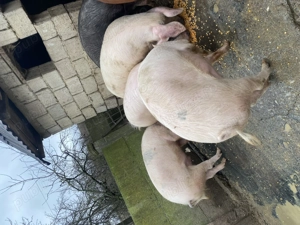 Porci de vânzare 100-150kg - imagine 3