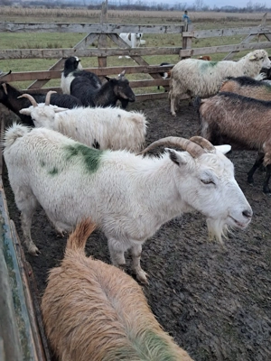 Vind capre carpatine